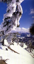 Sila: inverno in montagna.